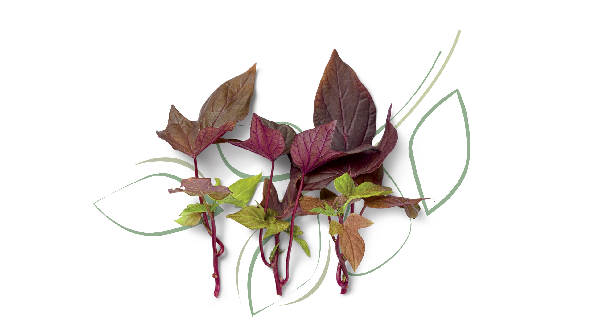 Plant Source International - cuttings