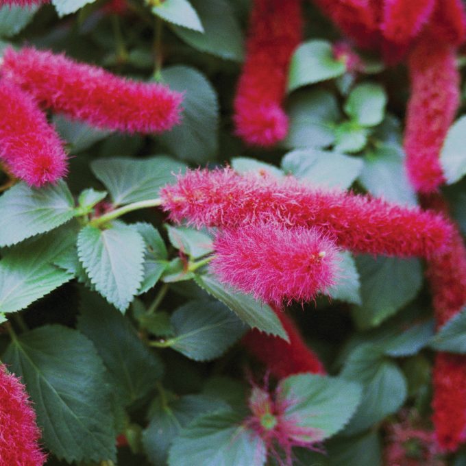 Acalypha Chenille