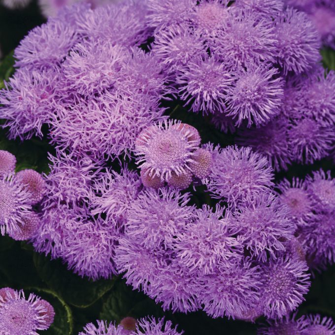 Ageratum Bumble Blue