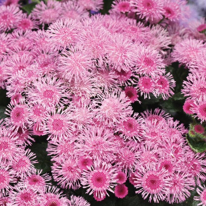 Ageratum Bumble Rose