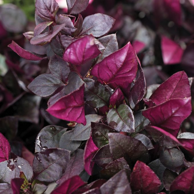 Alternanthera Choco Chili