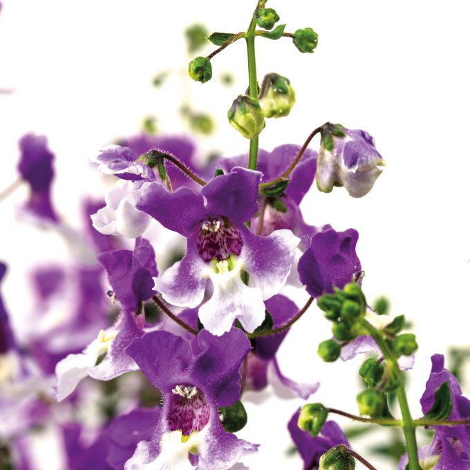 Angelonia Serafina Bicolor