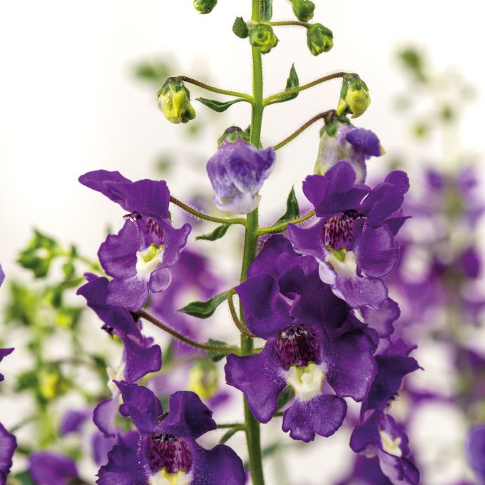 Angelonia Serafina Blue