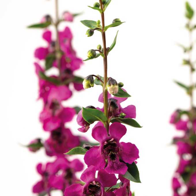 Angelonia Serafina Raspberry