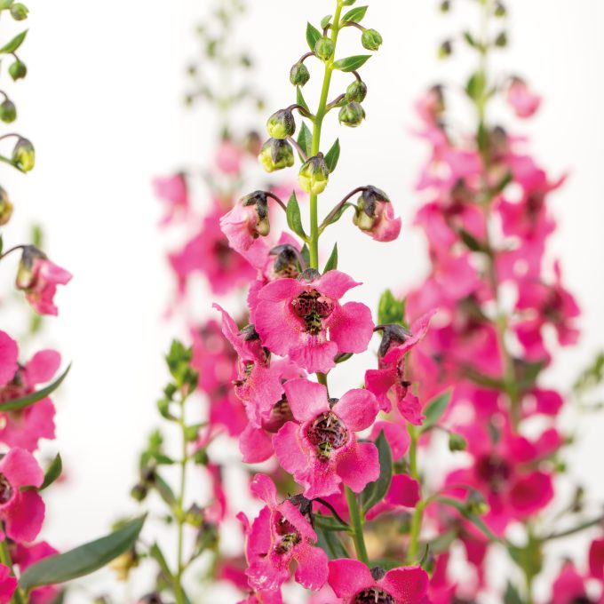 Angelonia Serafina Rose