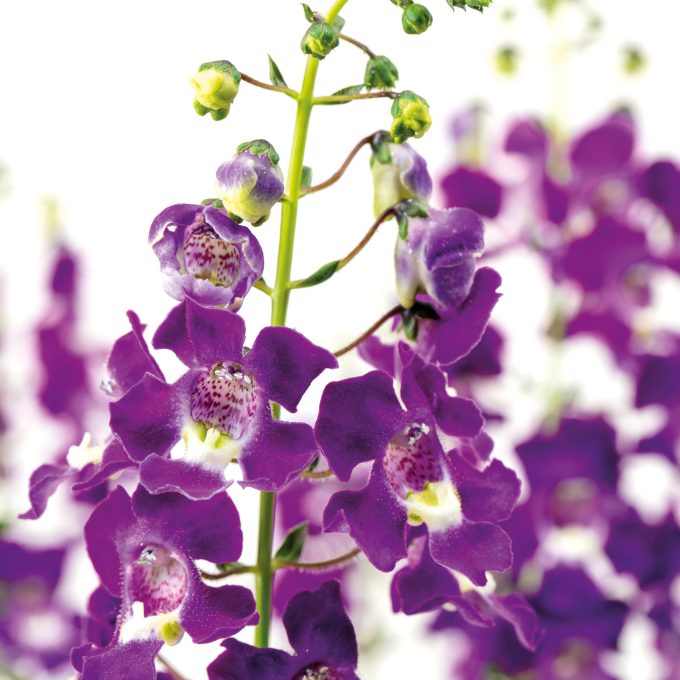 Angelonia Serafina Violet