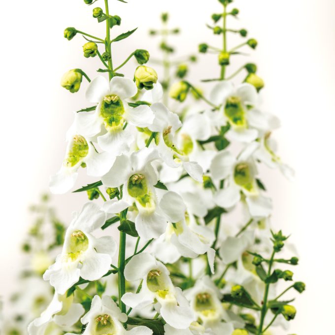 Angelonia Serafina White