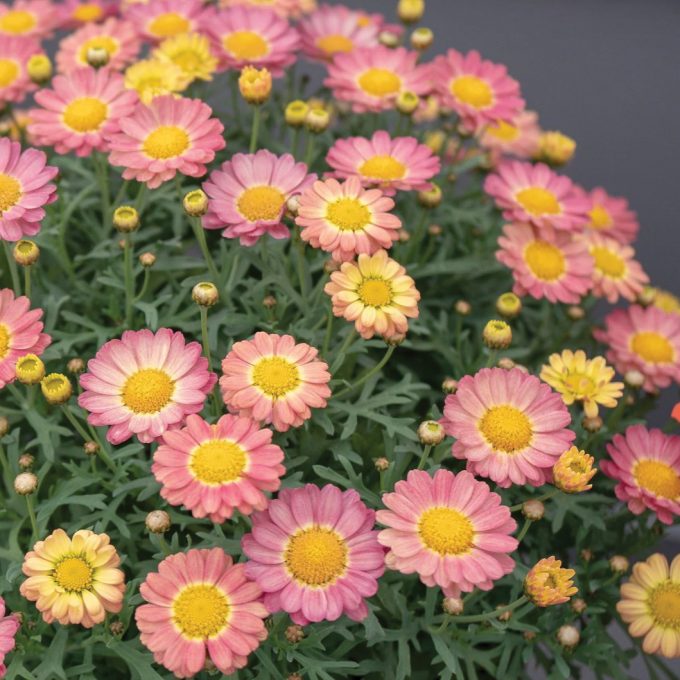 Argyranthemum Aramis Apricot