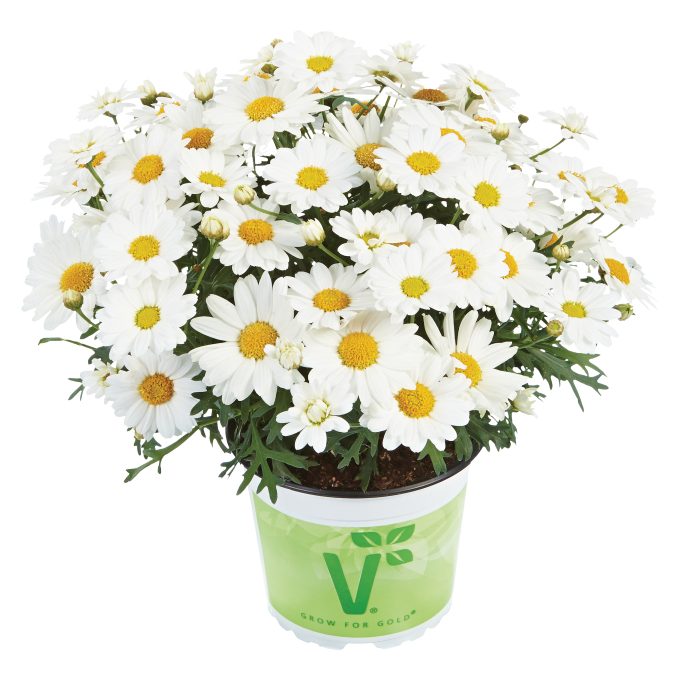 Argyranthemum Aramis Milk