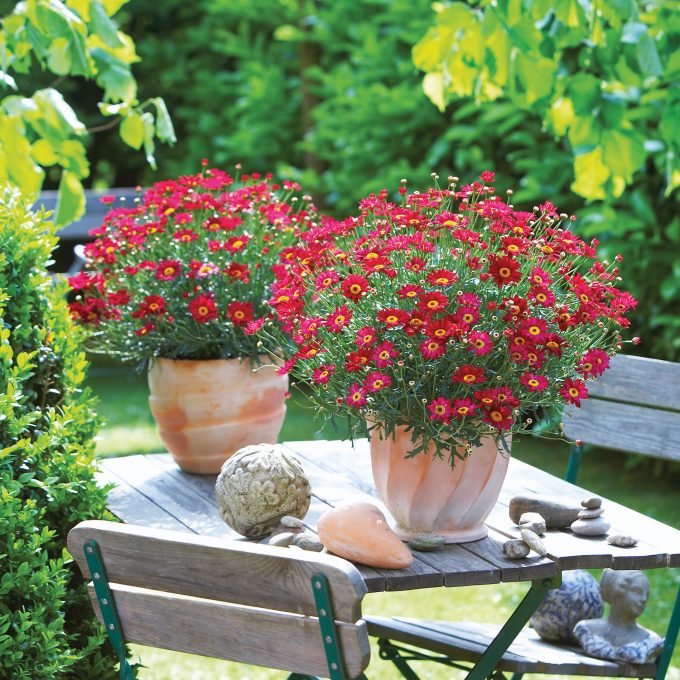 Argyranthemum Aramis Red