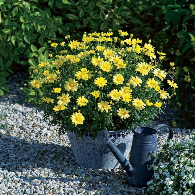 Argyranthemum Beauty Yellow; Strauchmargerithe; gelb