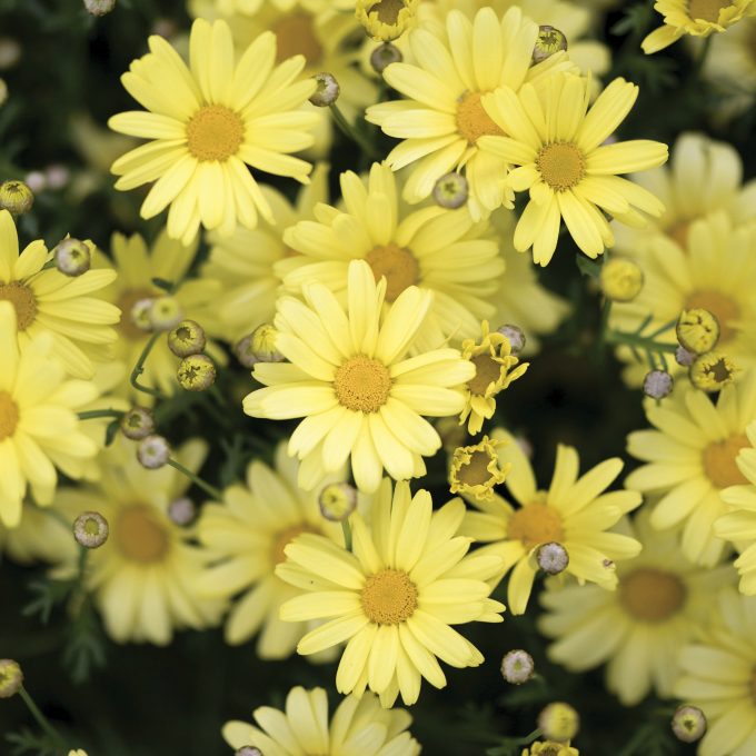 Argyranthemum Butterfly Yellow