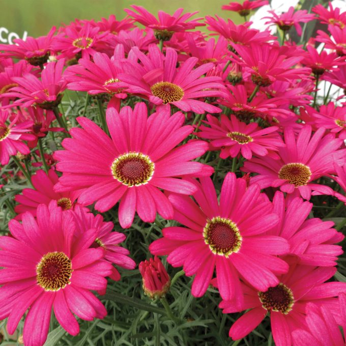 Argyranthemum Grandaisy Dark Pink