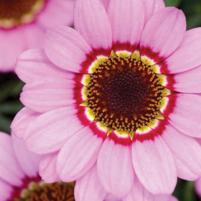 Argyranthemum Grandaisy Pink Halo