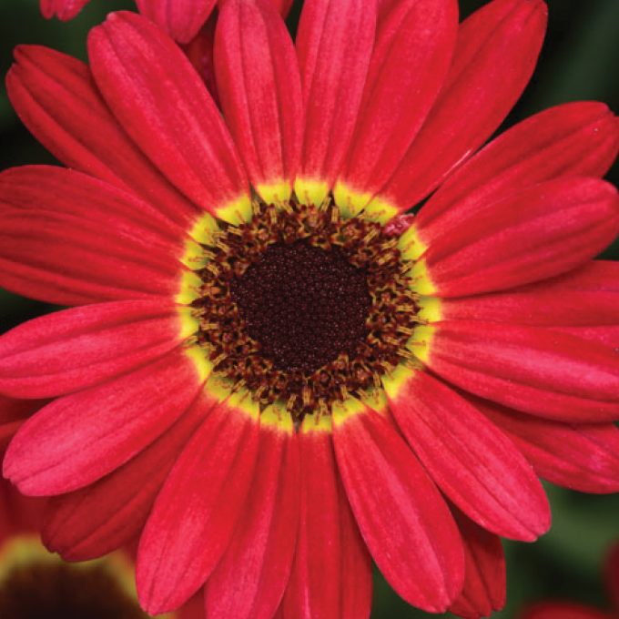 Argyranthemum Grandaisy Red