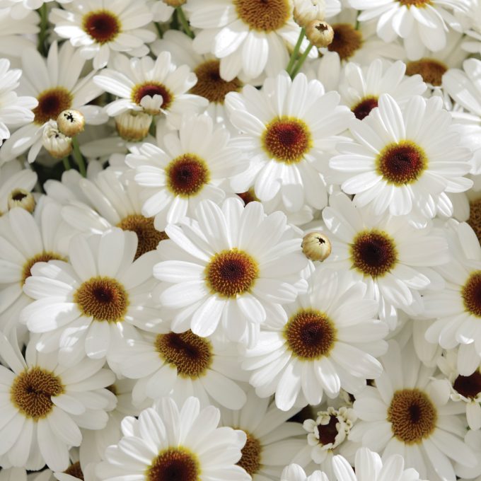 Argyranthemum Grandaisy White Improved