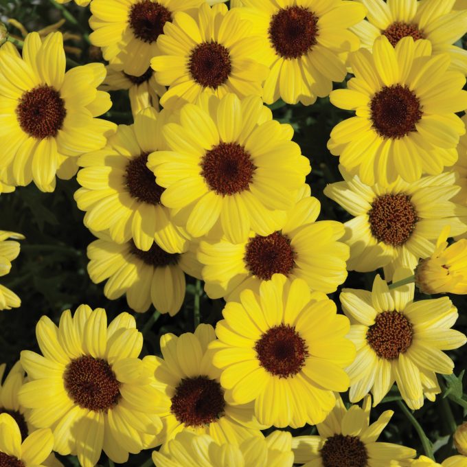 Argyranthemum Grandaisy Yellow