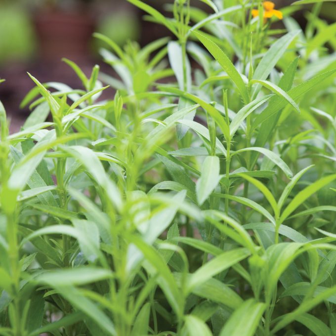 Mexican Tarragon