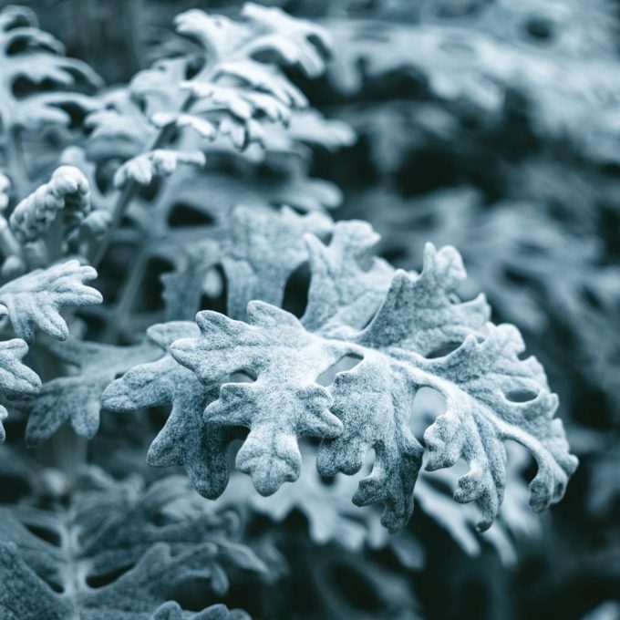 Curative leaves of wormwood. Raw materials for alternative medicine