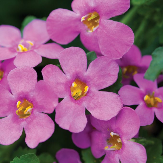 Bacopa Epic Pink Improved