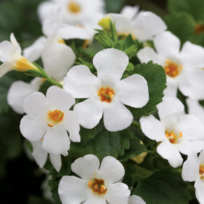 Bacopa Epic White Improved