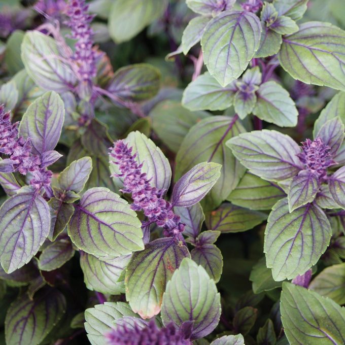 Basil African Blue