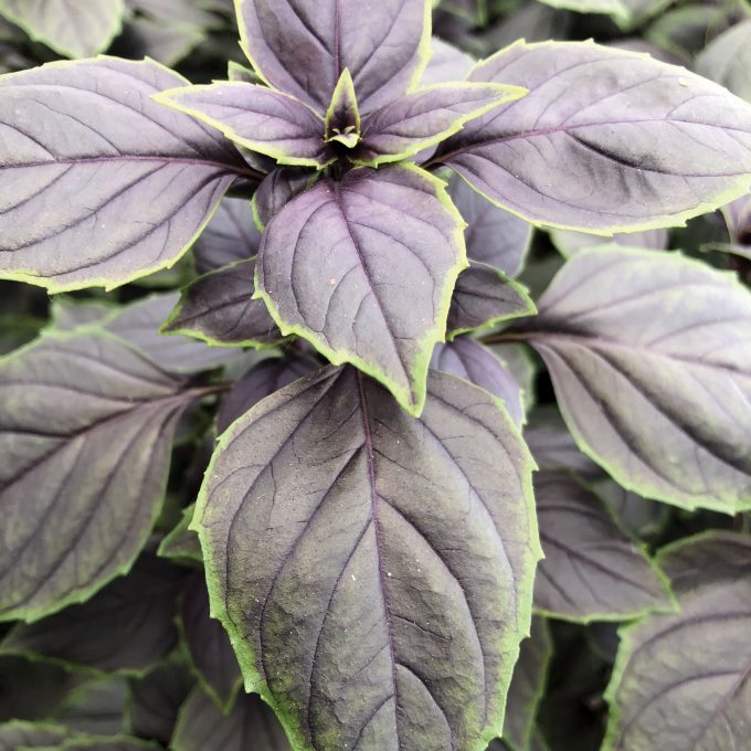 Basil Copa Red Green Shades