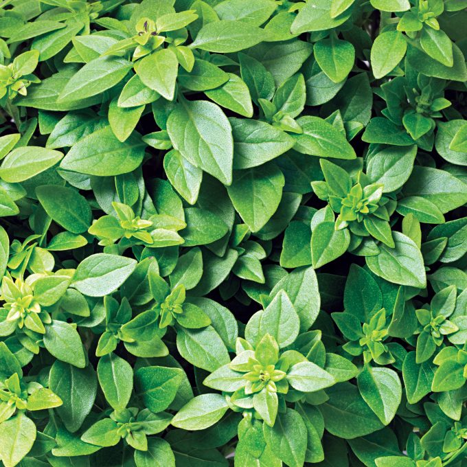 Basil Greek Columnar