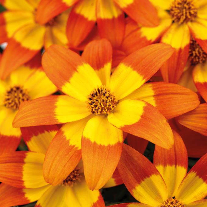 Bidens Stellar Orange Ring