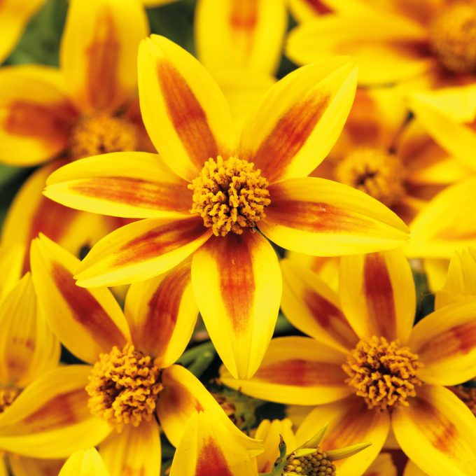 Bidens Stellar Orange Star