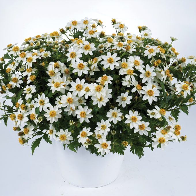 Bidens White Delight Improved