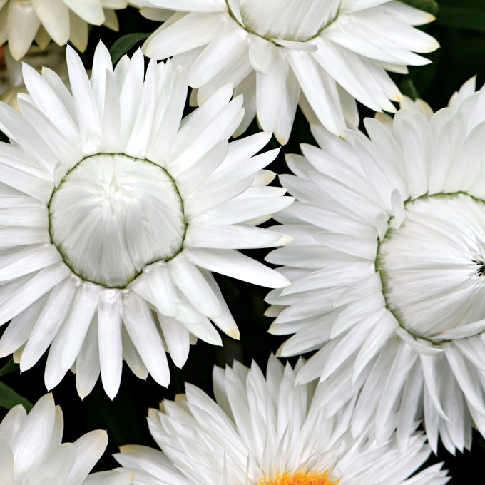 Bracteantha Cottage Ice