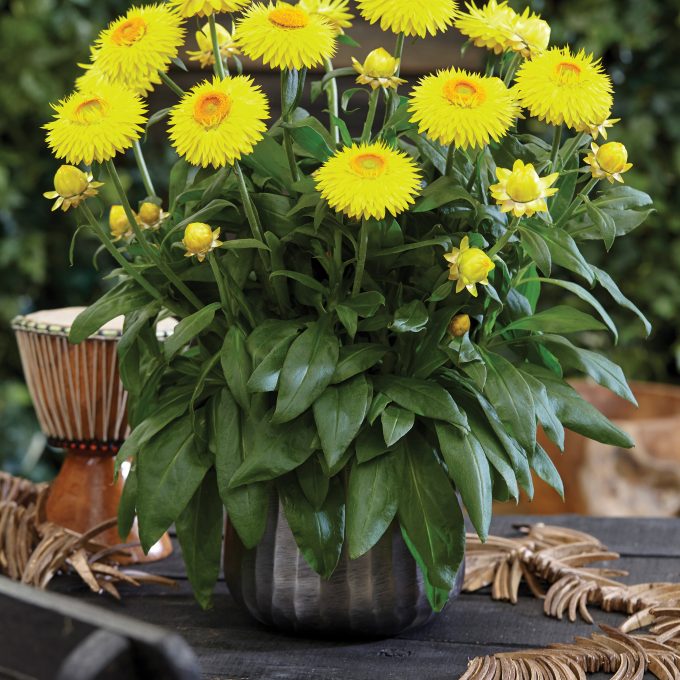 Jumbo® Xerochrysum Jumbo Yellow