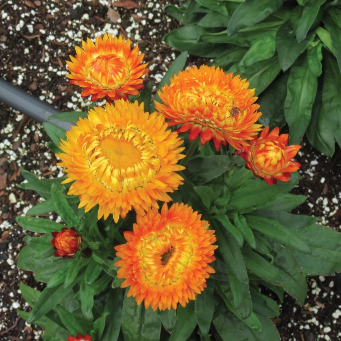 Bracteantha Granvia Harvest Orange