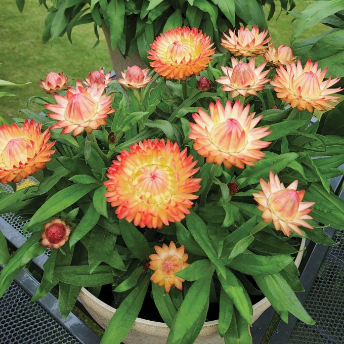 Bracteantha Granvia Peachy Keen