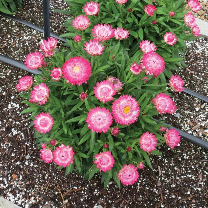 Bracteantha Granvia Pink