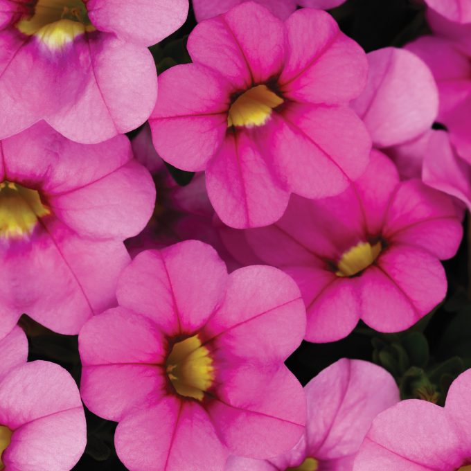 Calibrachoa Calitastic Ballerina