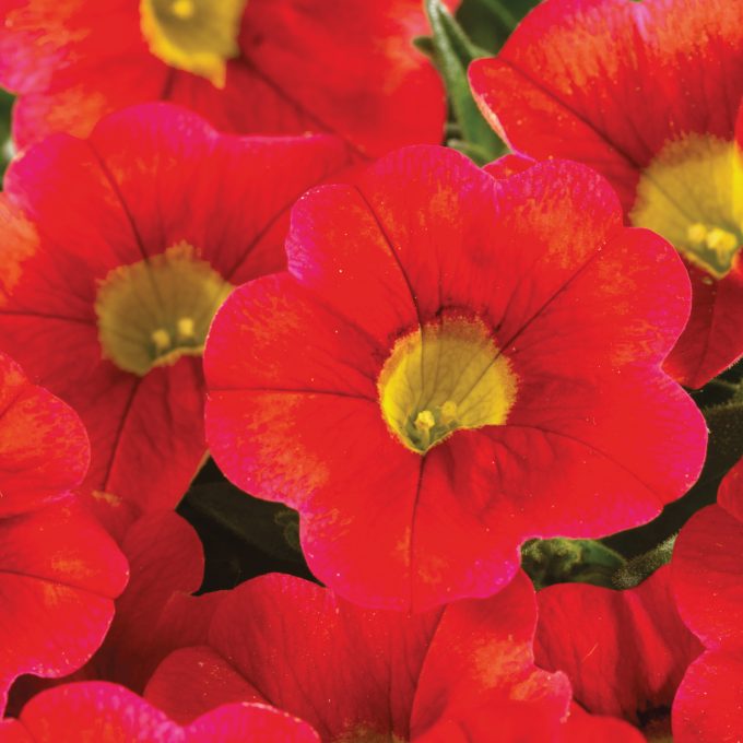 Calibrachoa Calitastic Blood Orange