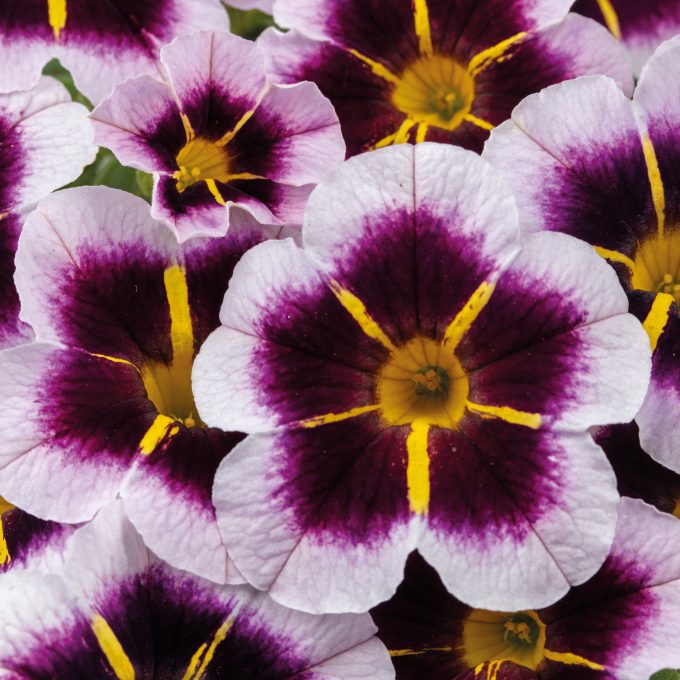 Calibrachoa Calitastic Bordeaux Star