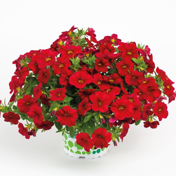 Calibrachoa Calitastic Bright Red