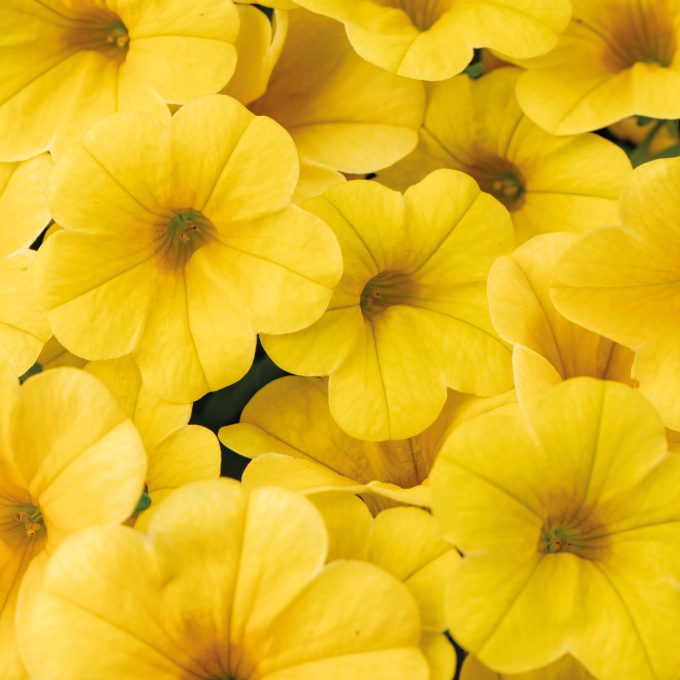 Calibrachoa Calitastic Butter