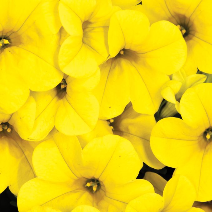 Calibrachoa Calitastic Gold