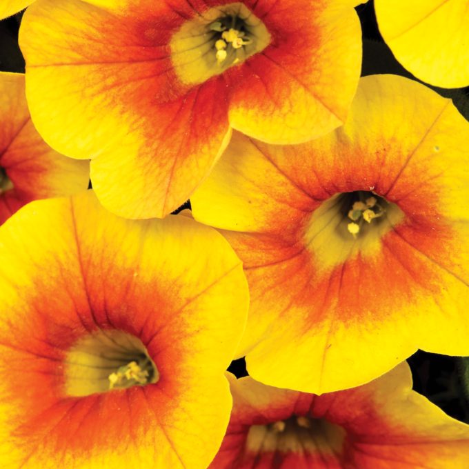 Calibrachoa Calitastic Mango