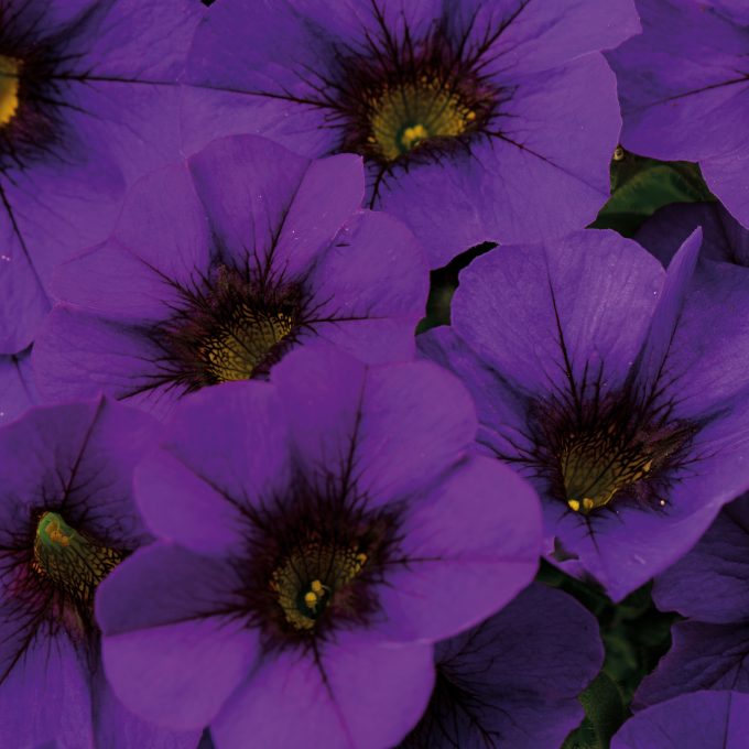 Calibrachoa Calitastic Noble Blue