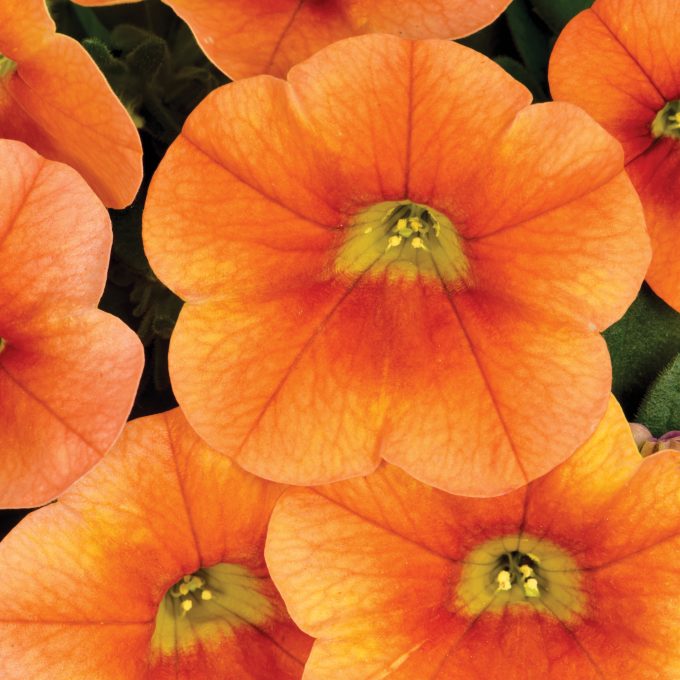 Calibrachoa Calitastic Pumpkin Spice