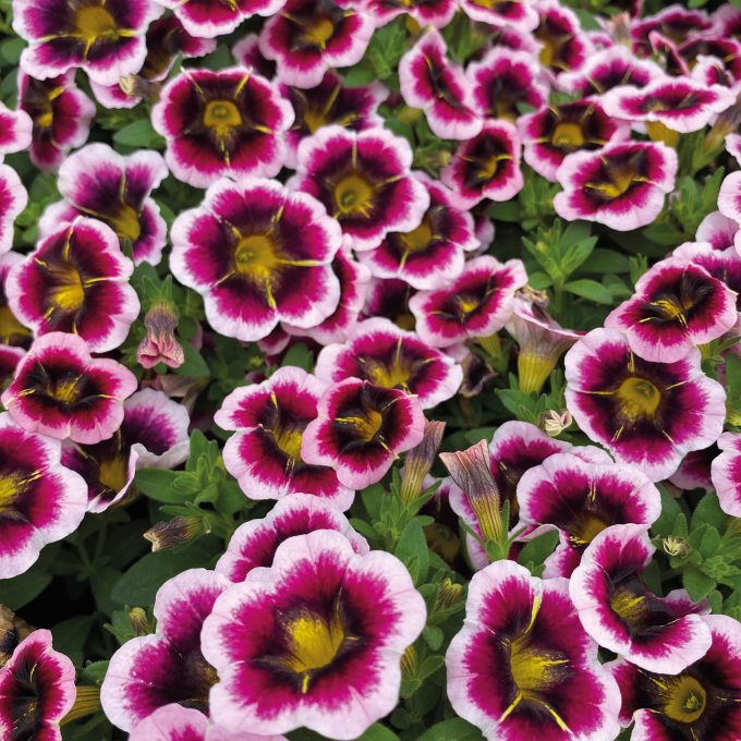 Calibrachoa Calitastic Tricolor Pink