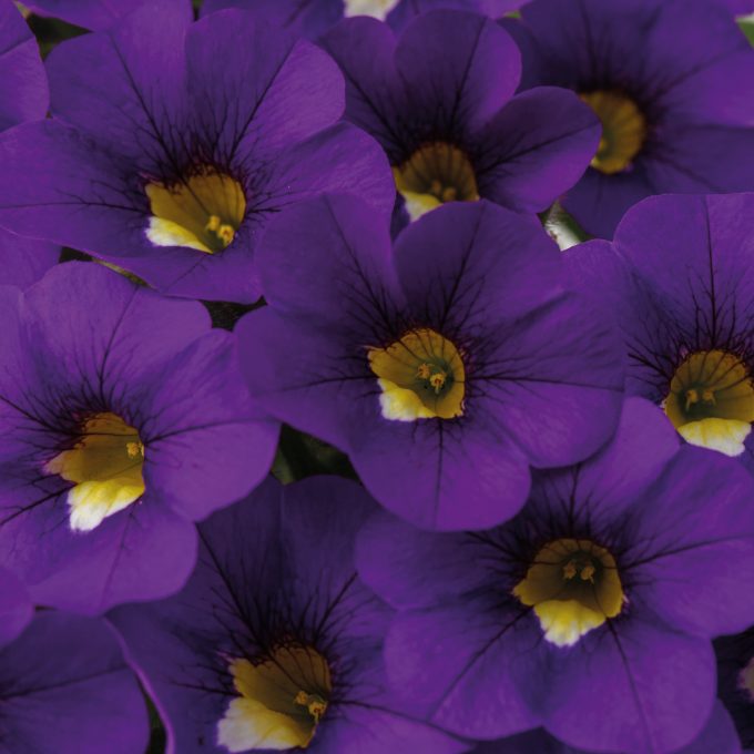 Calibrachoa Calitastic Violaceous