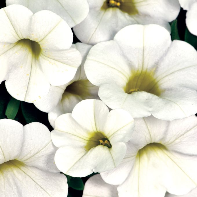 Calibrachoa Calitastic White Improved