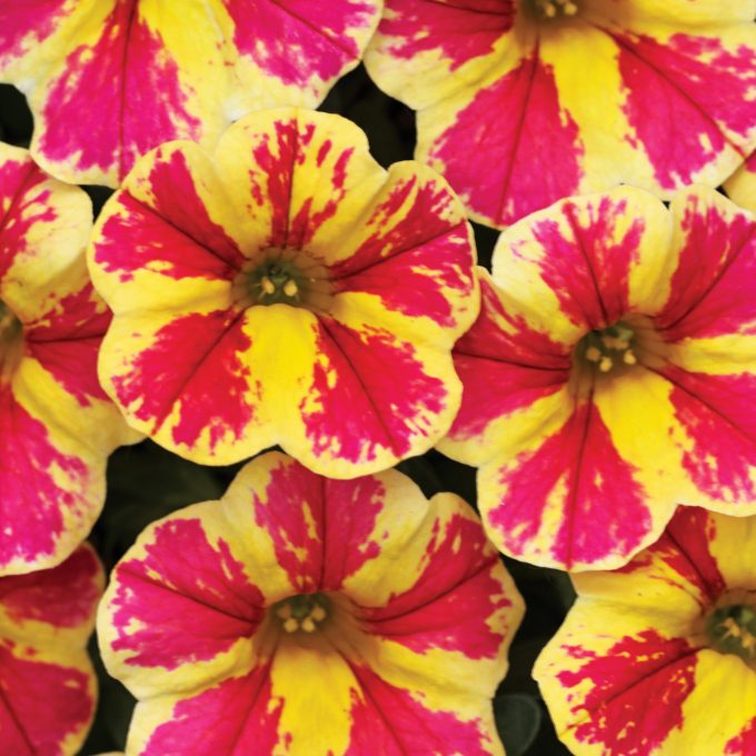 Calibrachoa Candy Shop Candy Bouquet