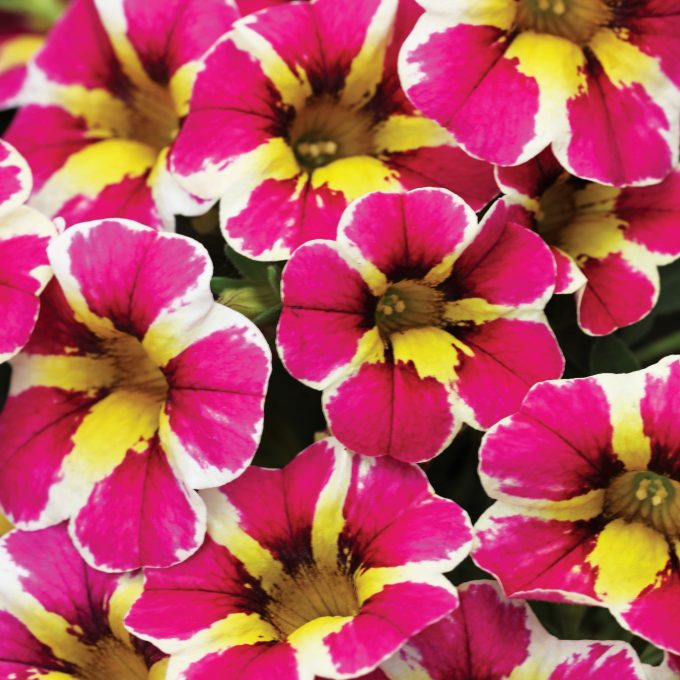 Calibrachoa Candy Shop Fancy Berry